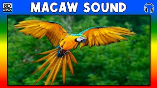 🦜 MACAW SOUND  MACAW SOUND EFFECT  SOUND OF MACAW  NOISE OF MACAW [upl. by Nwahsar]