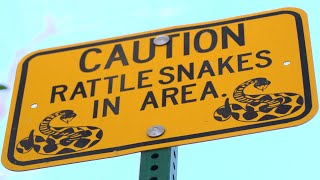 Rattlesnake Bites  A Quick Guide for Hikers and Parents [upl. by Papert286]