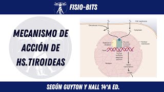 MECANISMO DE ACCIÓN DE HORMONAS TIROIDEAS  FISIOBITS [upl. by Sinegold]