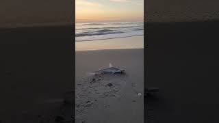 First catch of the day A bonnethead shark at Melbourne Beach on 040124 tight lines [upl. by Dionne875]