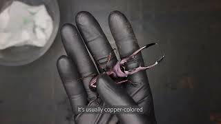 Purple Stag Beetle Cyclommatus Metallifer FinaeBeetle ASMR [upl. by Rednasyl]