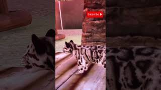 Cute Baby Clouded Leopard Planet Zoo planetzoo [upl. by Eniamej]