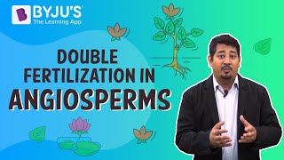 Double Fertilization In Angiosperms [upl. by Zina]