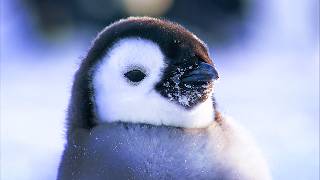 Antarctique la vie dans les déserts de glace [upl. by Illak]