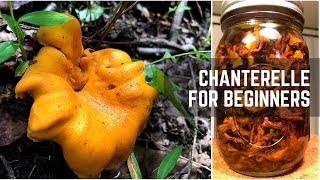 Chanterelles for Beginners amp Mushroom Confit 美味鸡油菌四种 [upl. by Ettore]