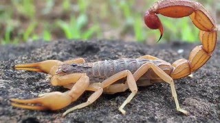 Scorpion Evolution  California Academy of Sciences [upl. by Coletta]