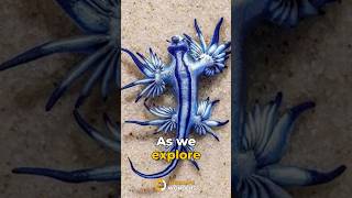 quotDiving into the Enigma of Glaucus Atlanticus The Mystical Sea Dragon Unveiledquot [upl. by Lustig649]