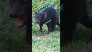 Top 5 Shocking Tasmanian Devil Facts tasmania tasmaniandevil devi shortsfeed viral [upl. by Azriel]