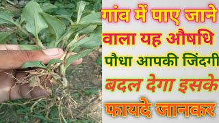 Commelina benghalensis plant benefitsकोषपुष्पी का पौधाkoshpushpi plant benefits [upl. by Fayth]