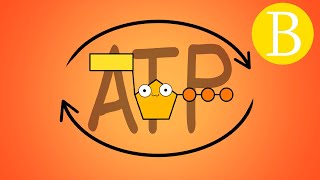 🔥 ¿Qué es el ATP  Adenosín trifosfato  Biología Desde Cero [upl. by Corvese]