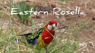 Eastern Rosella in the wild [upl. by Zailer]