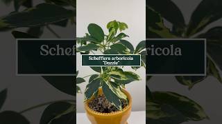 Care tips for Schefflera arboricola “Dazzle” the Variegated Umbrella Plant 🪴☂️ shorts plants [upl. by Ocirederf]