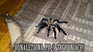 ZNALAZŁEM JĄ Uciekinierka Monocentropus balfouri złapana [upl. by Yennor]