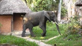 Elephant in camp at Lake Manze Camp [upl. by Balas50]