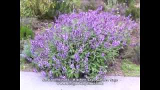 Salvia officinalis Kitchen Sage Garden Sage [upl. by Atenek]