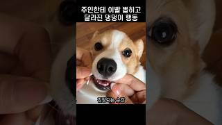 quot괜찮아 이제 안뽑아quot 댕댕이가 주인만 보면 고개 돌리는 이유 [upl. by Eittap]