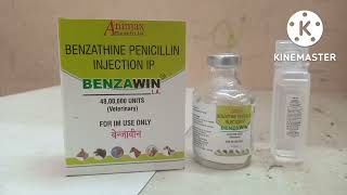 benzathine penicillin 48 lakh antibiotic injection used in animal कब कैसे संपूर्ण जानकारी [upl. by Asiram]