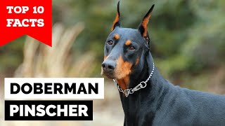 Doberman Pinscher  Top 10 Facts [upl. by Akehsay]