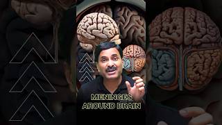 Meninges Around Brain  Explained🔥 brain humanbrain factsdaily fyp neetexam drnsjain [upl. by Ellitnahc]