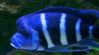 Cyphotilapia gibberosa blue Zaire  the bluest of all frontosa [upl. by Vlada]