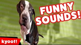 The Funniest Pet Noises amp Sounds of 2016 Weekly Compilation  Kyoot Animals [upl. by Catherina]