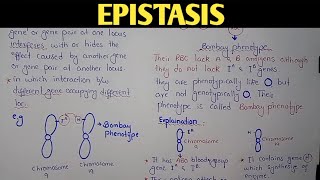 Epistasis Genetics  Bombay Phenotype  Class 12 Biology [upl. by Daughtry]