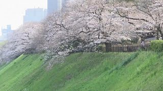 I ciliegi sono in fiore a Tokyo [upl. by Corkhill979]