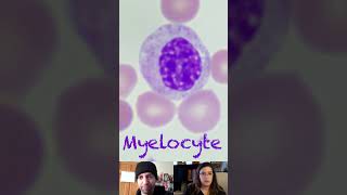 Myelocyte Morphological Characteristics [upl. by Adnirual594]