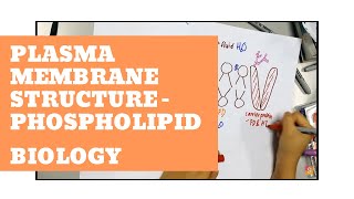 Biology  Plasma Membrane Structure  Phospholipid [upl. by Alle]