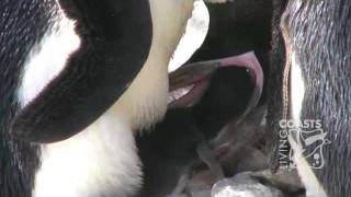 Penguin chick hatching at Living Coasts [upl. by Halla476]