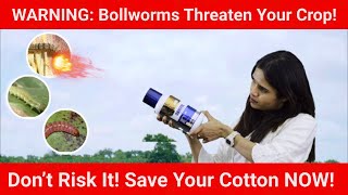 Protect Your Cotton Defend Against Bollworms with Danitol cotton farming agriculture [upl. by Charbonnier]