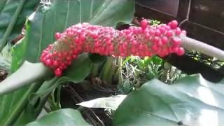 Anthurium Renaissance with Red Seeds Part 1 [upl. by Dhaf62]