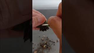 Removing mealybugs sempervivum thanksforwatching pleasesubscribe thanks gracias [upl. by Cotsen]