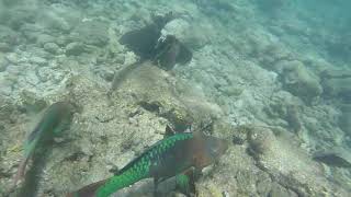 Florida Sea Base BSA Snorkeling Highlights Key West Sailing Adventure [upl. by Leibarg425]