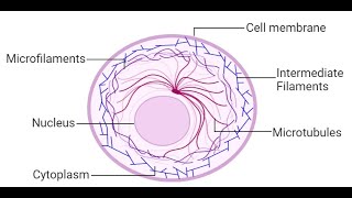 Cytoskeleton The Cell’s Structural Support [upl. by Rozek]