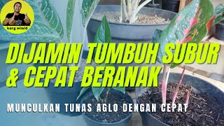 cara merawat aglaonema agar cepat bertunas  dijamin beranak banyak [upl. by Pammy]