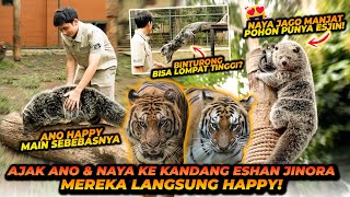 BINTURONG MAEN KE KANDANG HARIMAU  ANO NAYA OBRAK ABRIK KANDANG ESHAN JINORA [upl. by Uhthna]