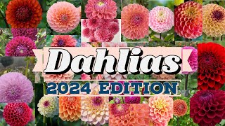 Dahlias 2024 Edition  2024 Dahlia Extravaganza  A Palette of Blooms Unveiled [upl. by Naniac]