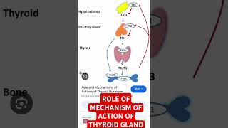 Thyroid hormone Mechanism of action TSH  T3T4 Or Thyroxinenorcet NURSING [upl. by Allenotna]