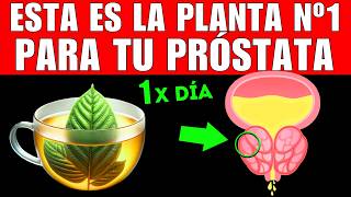 PLANTA 1 que MEJORA tu PRÓSTATA CÓMO TOMARLA [upl. by Annadroj691]