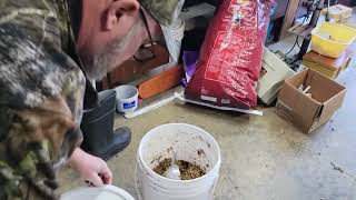 how I ferment my chicken feed [upl. by Georges]