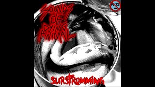 Sounds of dying animal  Surströmming [upl. by Nanaek]