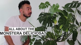 Monstera Deliciosa Care  Repotting  House Plants [upl. by Assanav252]