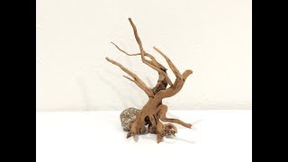 How to make a Bonsai for Aquarium [upl. by Hildagard654]