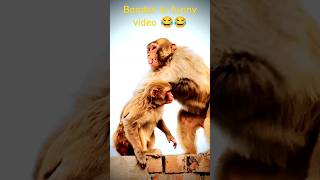 Bandar wali comedy video 😂😂 monkeybandarcomedy youtudetrendingstatus [upl. by Joost]