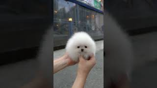 Cute white miniteacup Pomeranian puppy video😘💖 [upl. by Ekalb]