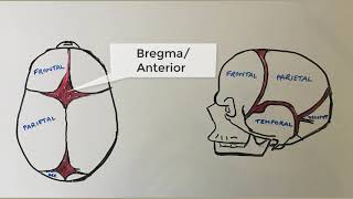 What is a cranial fontanelle What are they called When do they close [upl. by Harvey]