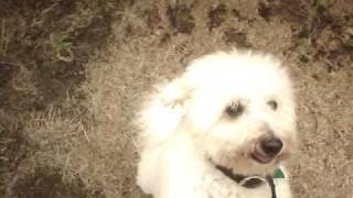 My Bichon whining to be picked up [upl. by Worrell]