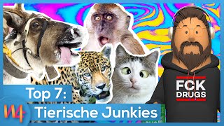 Tierische Junkies – Diese Tiere nehmen Drogen 🙀🍄  Wissen4free [upl. by Rimas]