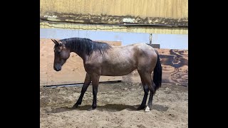 Peps Holly Cee Lena  2022 AQHA Filly  Free Movement 8624 [upl. by Noland278]